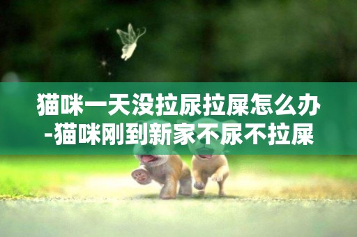 貓咪一天沒拉尿拉屎怎么辦-貓咪剛到新家不尿不拉屎怎么辦