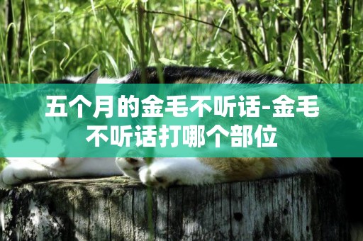 五個月的金毛不聽話-金毛不聽話打哪個部位