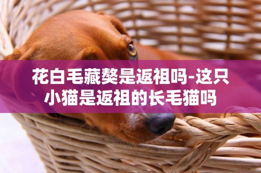 花白毛藏獒是返祖嗎-這只小貓是返祖的長毛貓嗎