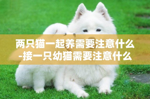 兩只貓一起養需要注意什么-接一只幼貓需要注意什么意思