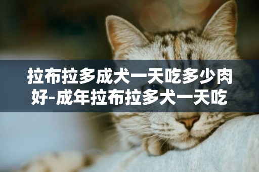 拉布拉多成犬一天吃多少肉好-成年拉布拉多犬一天吃幾頓
