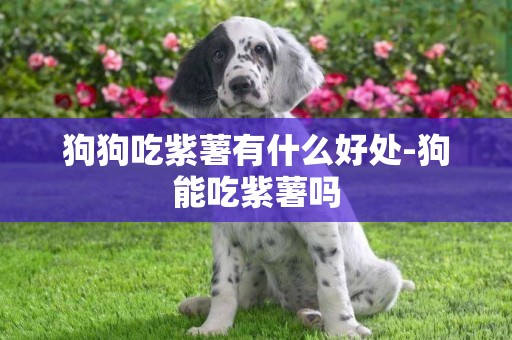 狗狗吃紫薯有什么好處-狗能吃紫薯嗎