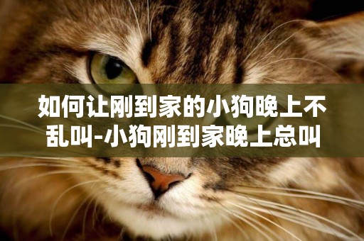 如何讓剛到家的小狗晚上不亂叫-小狗剛到家晚上總叫