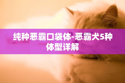 純種惡霸口袋體-惡霸犬5種體型詳解