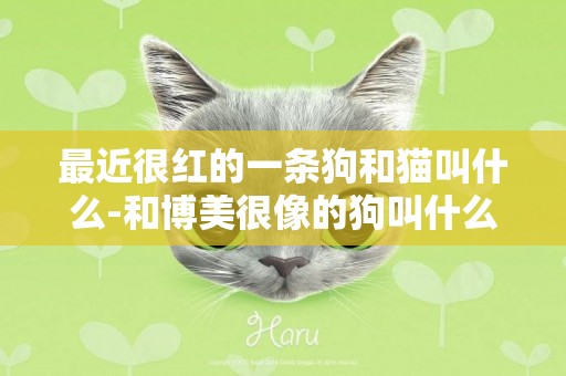 最近很紅的一條狗和貓叫什么-和博美很像的狗叫什么