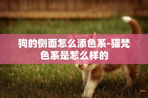 狗的側面怎么添色系-貓梵色系是怎么樣的