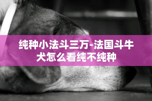 純種小法斗三萬-法國斗牛犬怎么看純不純種