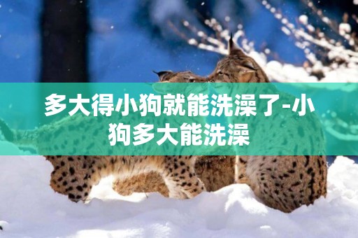 多大得小狗就能洗澡了-小狗多大能洗澡