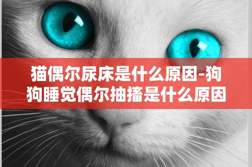 貓偶爾尿床是什么原因-狗狗睡覺偶爾抽搐是什么原因