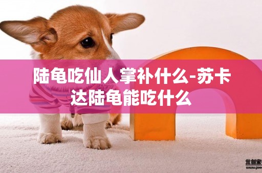 陸龜吃仙人掌補什么-蘇卡達陸龜能吃什么