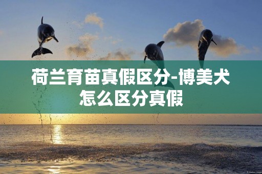荷蘭育苗真假區分-博美犬怎么區分真假