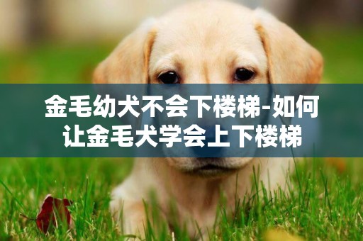 金毛幼犬不會下樓梯-如何讓金毛犬學會上下樓梯