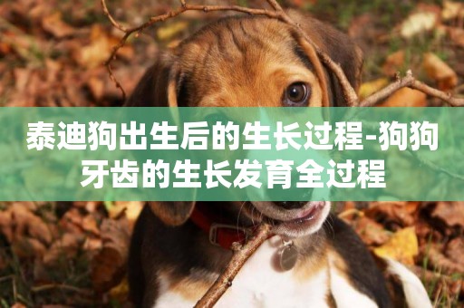 泰迪狗出生后的生長過程-狗狗牙齒的生長發育全過程