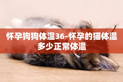 懷孕狗狗體溫36-懷孕的貓體溫多少正常體溫
