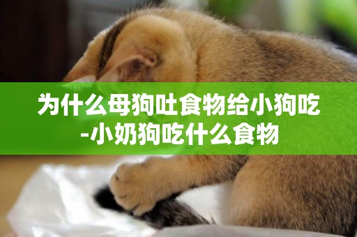 為什么母狗吐食物給小狗吃-小奶狗吃什么食物