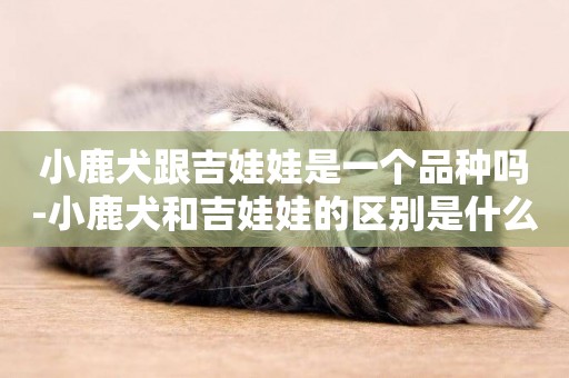 小鹿犬跟吉娃娃是一個品種嗎-小鹿犬和吉娃娃的區別是什么