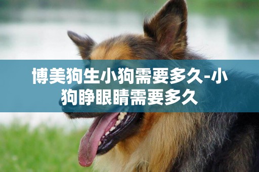博美狗生小狗需要多久-小狗睜眼睛需要多久