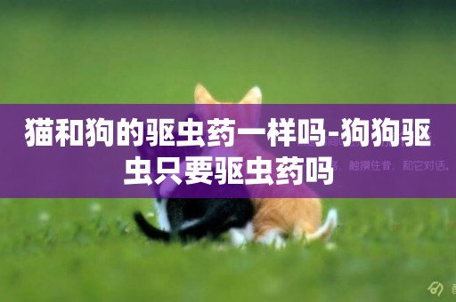 貓和狗的驅蟲藥一樣嗎-狗狗驅蟲只要驅蟲藥嗎