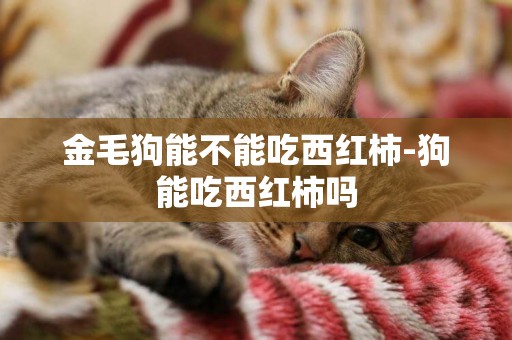 金毛狗能不能吃西紅柿-狗能吃西紅柿嗎