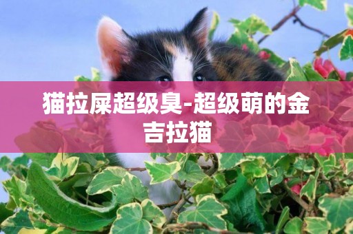 貓拉屎超級臭-超級萌的金吉拉貓