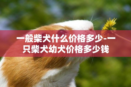 一般柴犬什么價格多少-一只柴犬幼犬價格多少錢