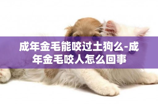 成年金毛能咬過土狗么-成年金毛咬人怎么回事