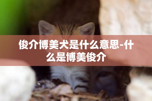 俊介博美犬是什么意思-什么是博美俊介