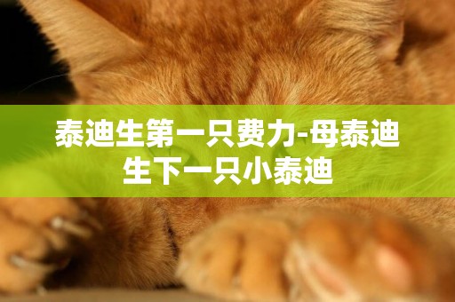 泰迪生第一只費力-母泰迪生下一只小泰迪