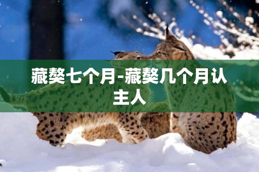 藏獒七個月-藏獒幾個月認主人