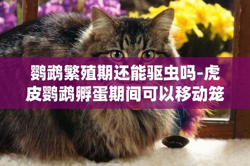 鸚鵡繁殖期還能驅蟲嗎-虎皮鸚鵡孵蛋期間可以移動籠子和繁殖箱嗎