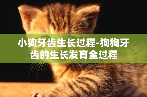 小狗牙齒生長過程-狗狗牙齒的生長發育全過程