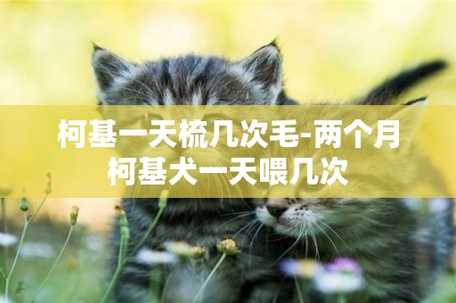 柯基一天梳幾次毛-兩個月柯基犬一天喂幾次
