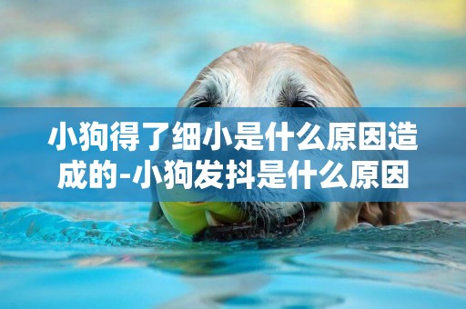 小狗得了細小是什么原因造成的-小狗發抖是什么原因造成的
