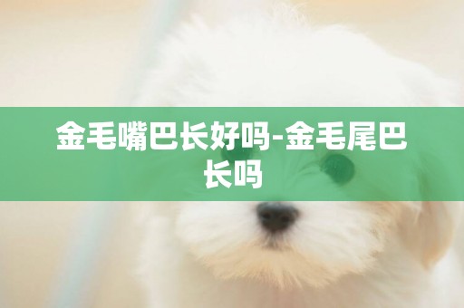 金毛嘴巴長好嗎-金毛尾巴長嗎