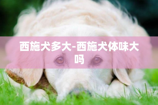 西施犬多大-西施犬體味大嗎