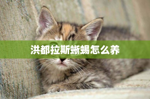 洪都拉斯蜥蜴怎么養