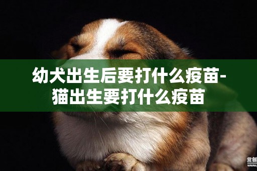幼犬出生后要打什么疫苗-貓出生要打什么疫苗