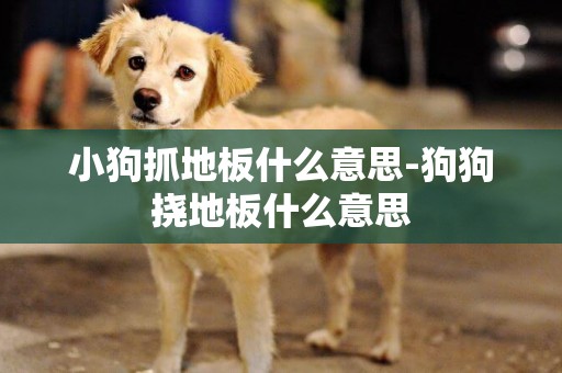 小狗抓地板什么意思-狗狗撓地板什么意思
