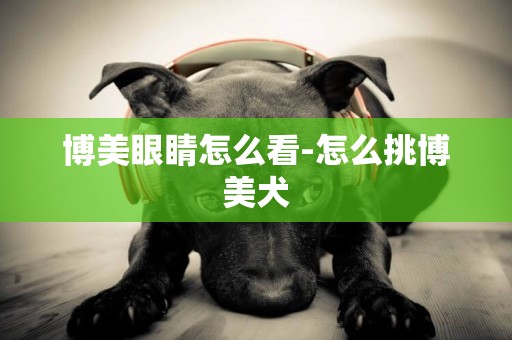 博美眼睛怎么看-怎么挑博美犬