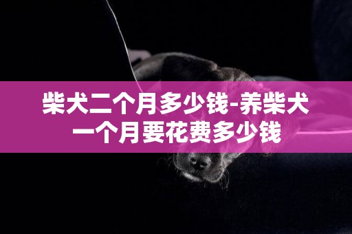 柴犬二個月多少錢-養柴犬一個月要花費多少錢