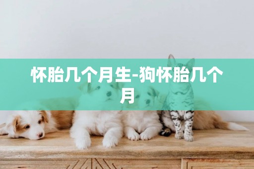懷胎幾個月生-狗懷胎幾個月