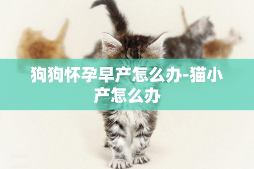 狗狗懷孕早產怎么辦-貓小產怎么辦