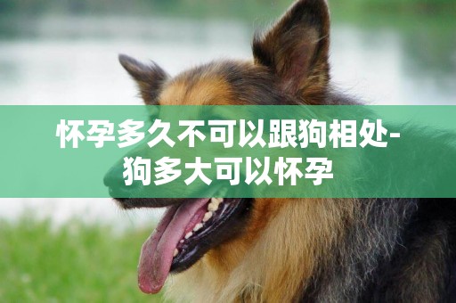 懷孕多久不可以跟狗相處-狗多大可以懷孕