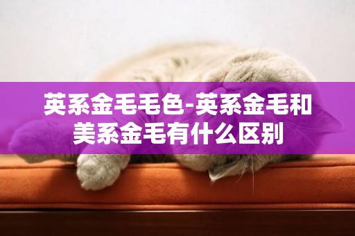 英系金毛毛色-英系金毛和美系金毛有什么區別
