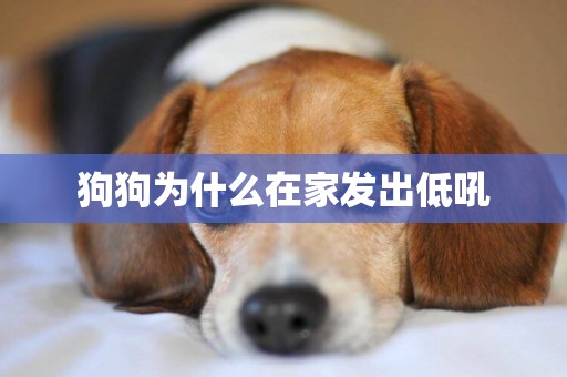 狗狗為什么在家發出低吼