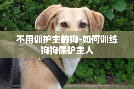 不用訓護主的狗-如何訓練狗狗保護主人