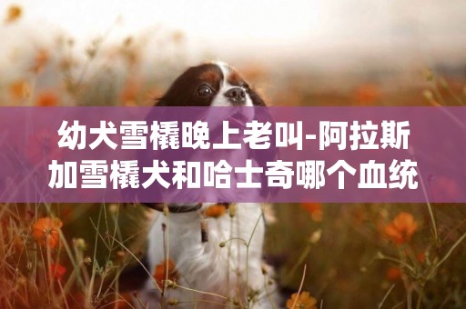 幼犬雪橇晚上老叫-阿拉斯加雪橇犬和哈士奇哪個血統老