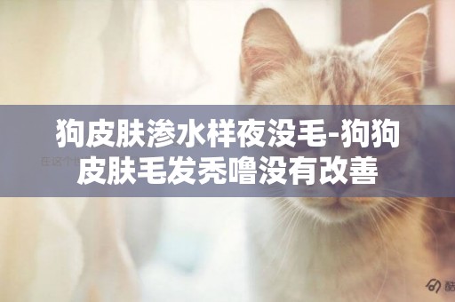 狗皮膚滲水樣夜沒毛-狗狗皮膚毛發禿嚕沒有改善