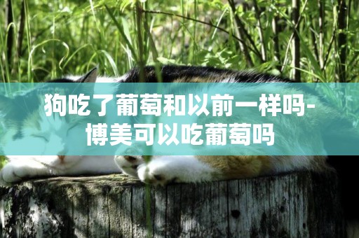 狗吃了葡萄和以前一樣嗎-博美可以吃葡萄嗎