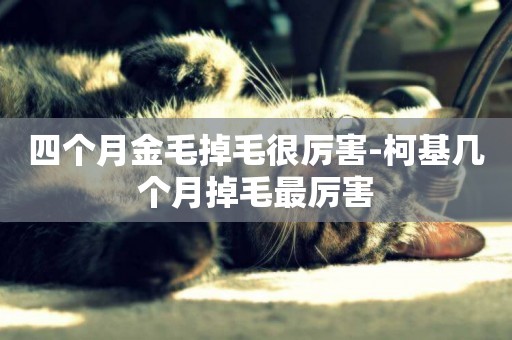 四個月金毛掉毛很厲害-柯基幾個月掉毛最厲害